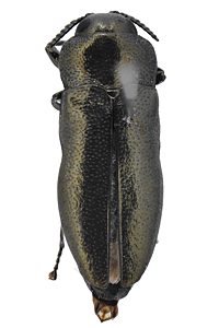 Germarica carteri, PL2487C, male, from Allocasuarina verticillata, SL